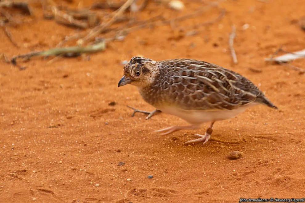 Малая трёхперстка (Little Button-quail, Turnix velox)