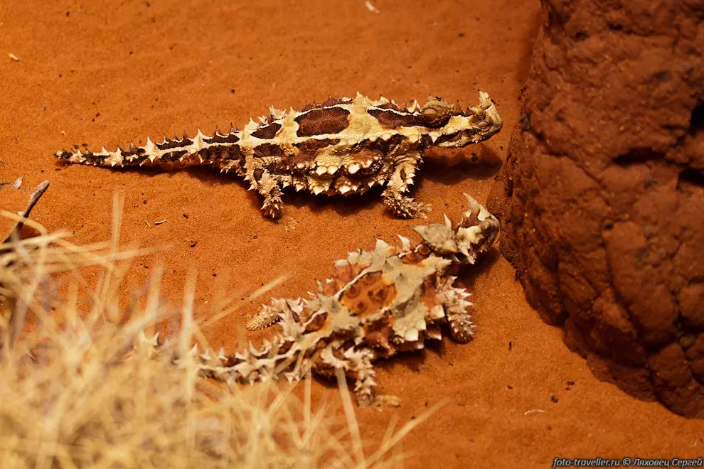 Молох (Thorny devil, Moloch horridus) - ящерица из семейства агамовых.
Название ящерица получила по имени языческого божества Молоха, которому, по преданию, 
приносили человеческие жертвы.