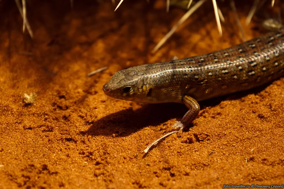  Пустынный сцинк (Desert skink, Liopholis inornata)