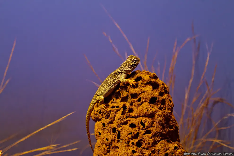 Ктенофорус воротничковый (Central Netted Dragon, Ctenophorus nuchalis)