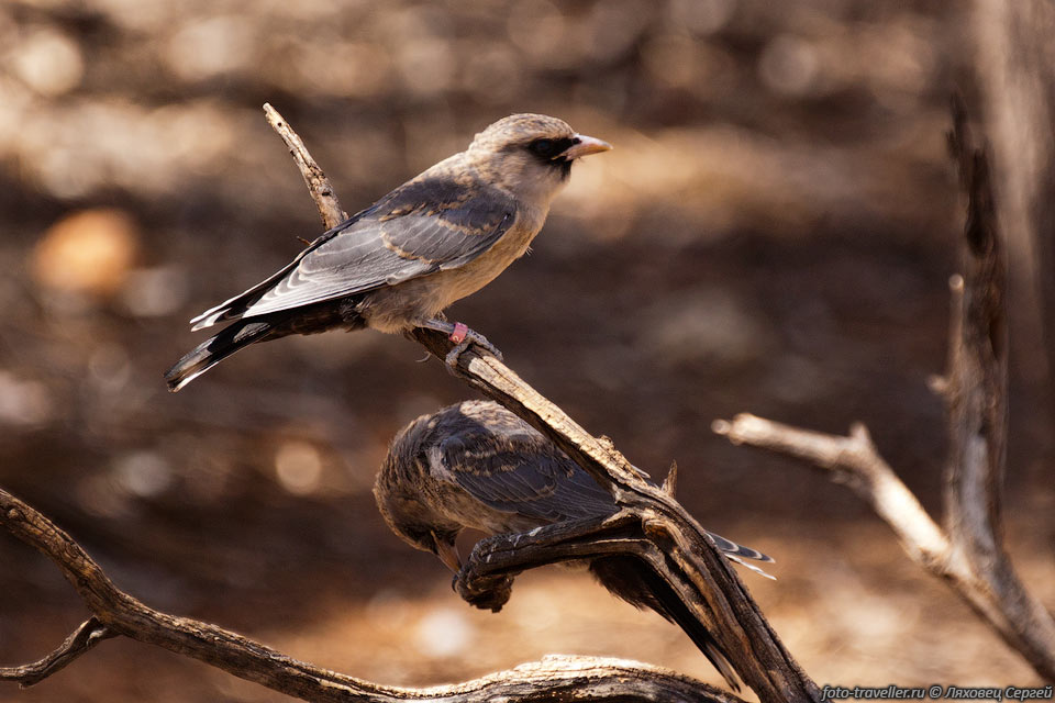 Птицы в Парке пустыни Алис Спрингс