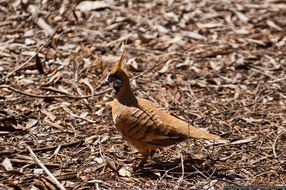  Острохохлый каменный голубь (Spinifex Pigeon, Geophaps plumifera).
Окраска помогает им быть незаметными в красной пустыне.