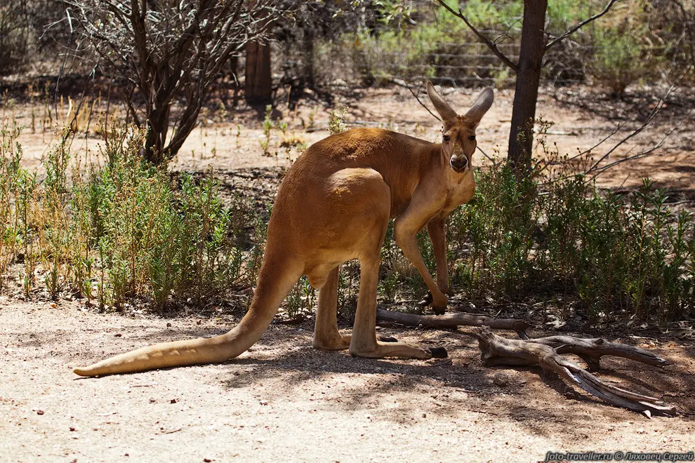 Большой рыжий кенгуру (Рыжий исполинский кенгуру, Macropus rufus,
Big Red Kangaroo) - крупнейший из видов кенгуру, 
крупнейшее млекопитающее в Австралии, крупнейшее из современных сумчатых