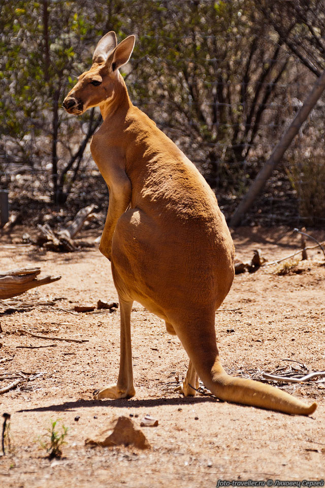 Большой рыжий кенгуру обитают на пастбищах, на саваннах с растительностью