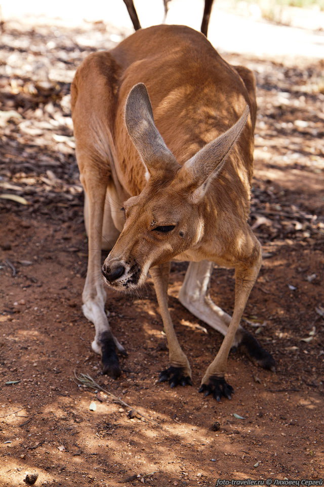 Передние лапы кенгуру похожи на руки