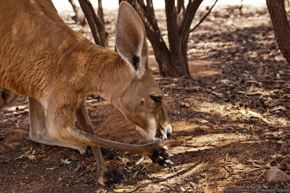 Для охлаждения кенгуру облизывают передние лапы