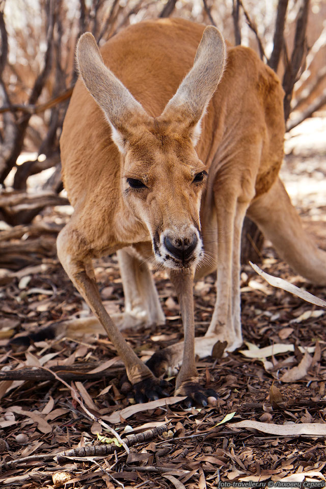 Большой рыжий кенгуру распространён по всему континенту Австралия,

за исключением плодородных областей на юге, восточного побережья, западных пустынных 
районов и тропических лесов на севере