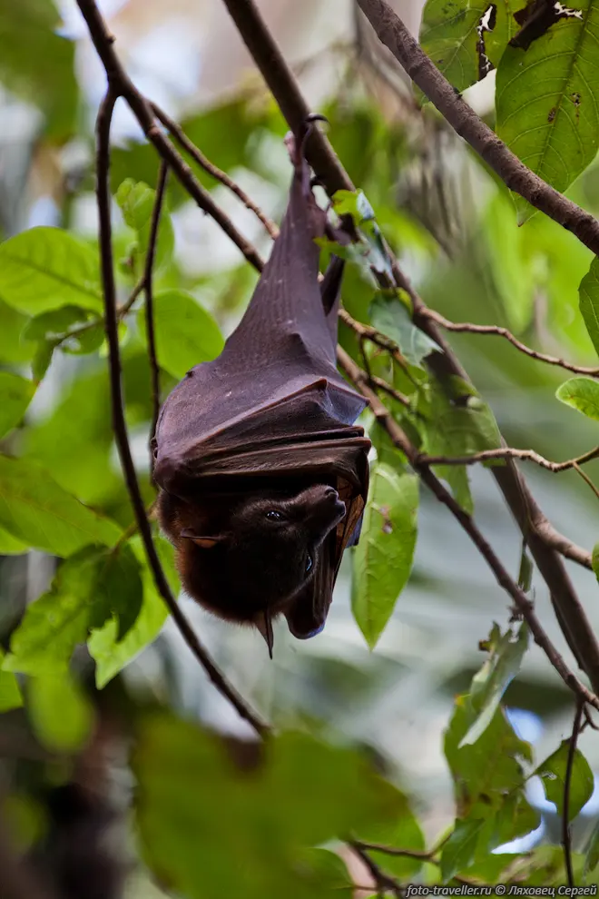 Австралийская летучая лисица (Little red flying fox,
Pteropus scapulatus)