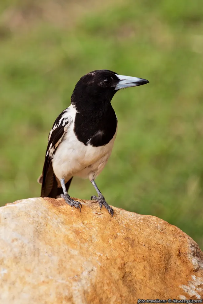 Австралийская сорока (Cracticus tibicen, Ворона-свистун, Gymnorhina
tibicen, Australian Magpie, Черноспинная певчая ворона).