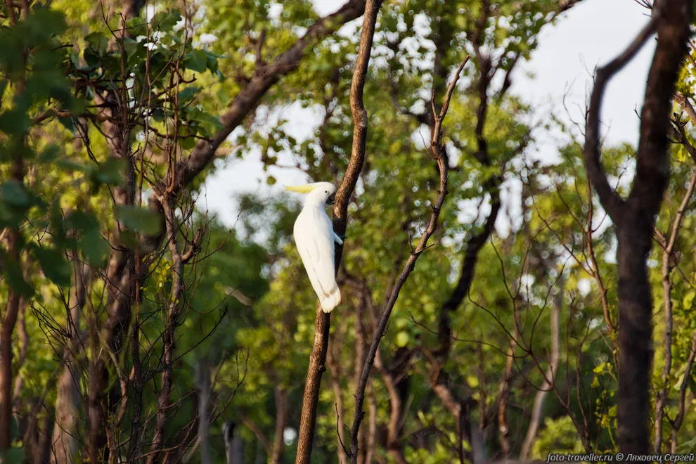 Большой желтохохлый какаду (Cacatua galerita, Plyctolophus galeritus).
Довольно крупный попугай. Длина тела 48-55 см, крыла 29-39 см. Вес самца может достигать 
килограмма.