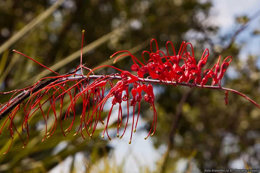 Такое вот растение (Grevillea dimidiata)