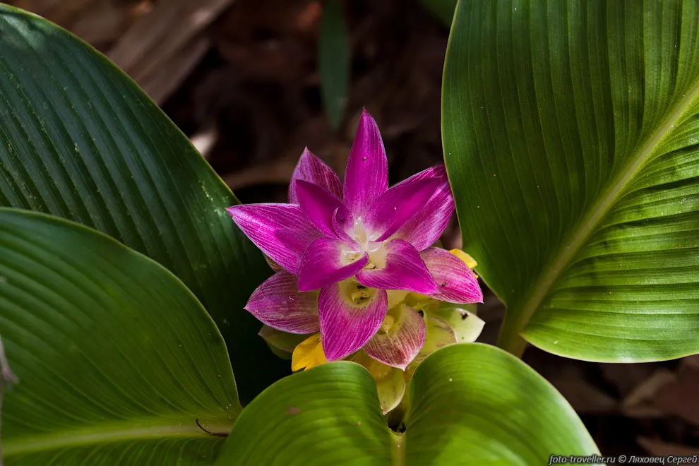 Красивый цветок.
Куркума австралазийская, Австралийский имбирь (Native 
ginger, Australian Ginger, Curcuma australasica, Native Turmeric, Cape York Lily) 
в парке Какаду.