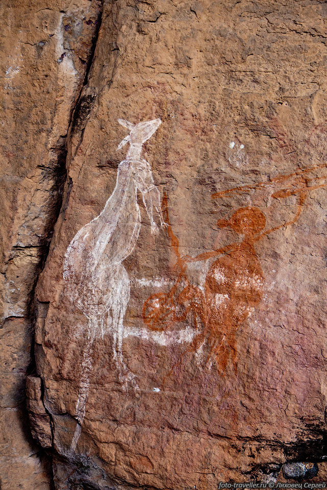 Охотник на кенгуру.
Кенгуру часто участвуют в сценах наскальной живописи.