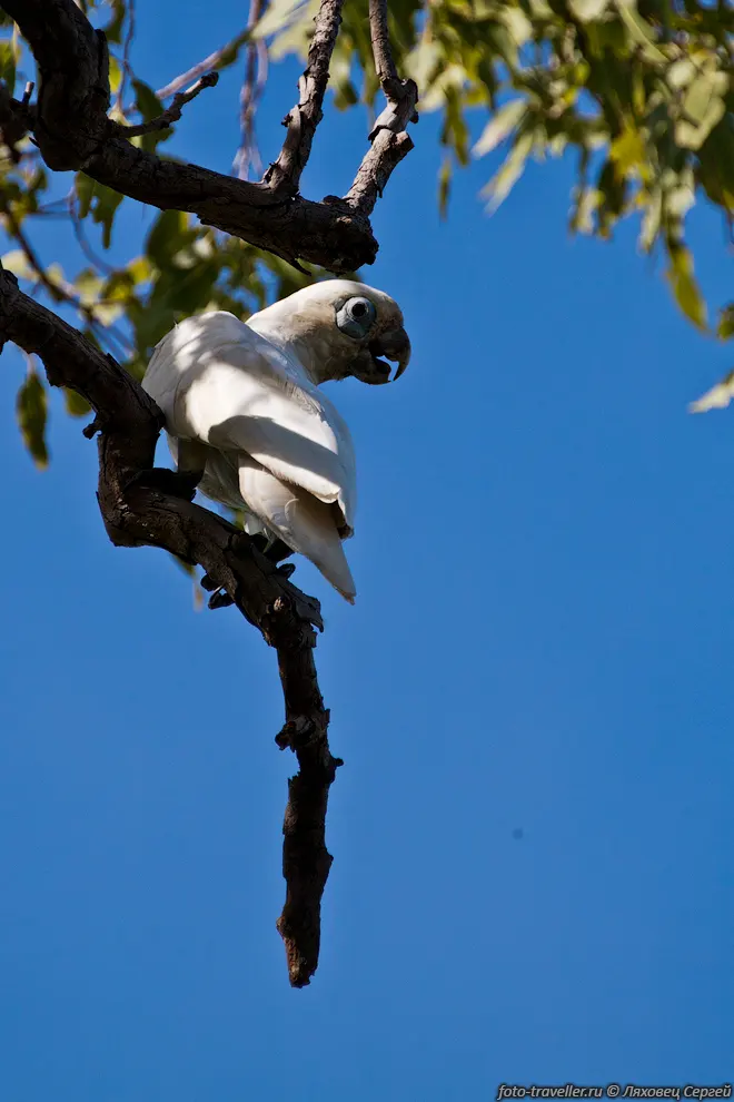 Гологлазый какаду (Cacatua sanguinea, Kakatoe sanguinea, Little
Corella, Blue-eyed Cockatoo).
Обитает на севере и северо-западе Австралии и в Новой Гвинее.