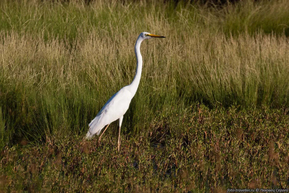 Большая белая цапля (Egretta alba)