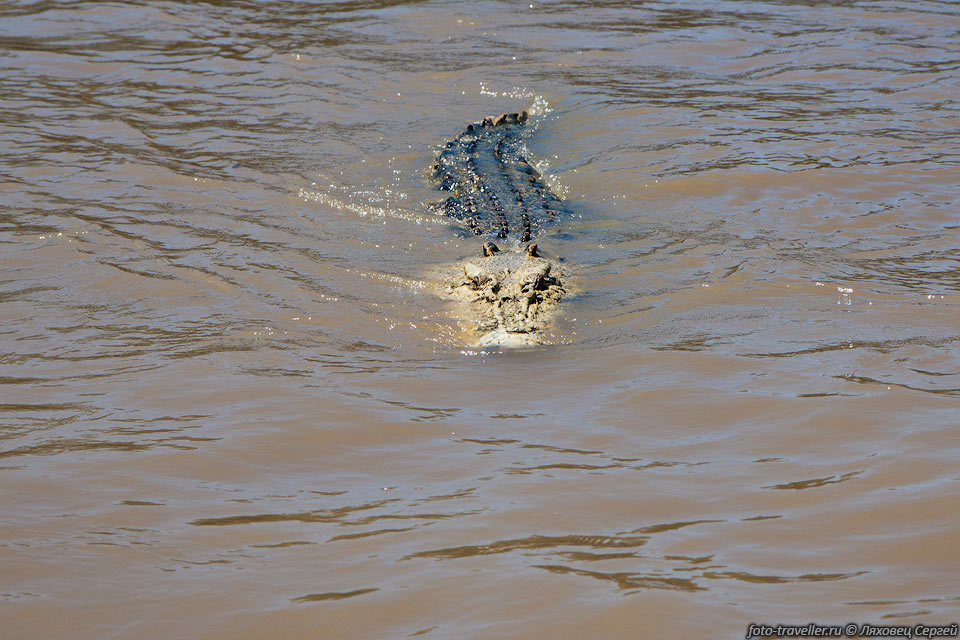Плывущий крокодил