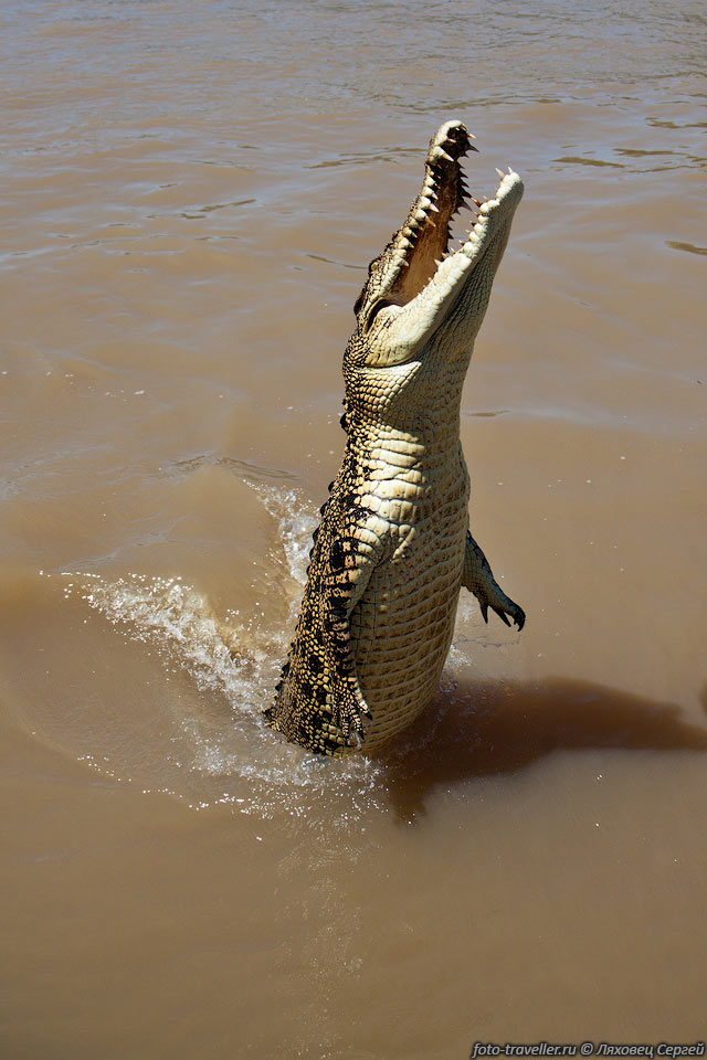 На веревке подвешивают над водой кусок мяса и крокодилы выпрыгивают 
из воды почти полностью