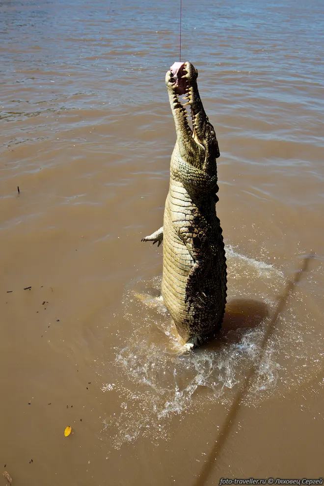 Из воды они выходят почти полностью - в воде остается только хвост