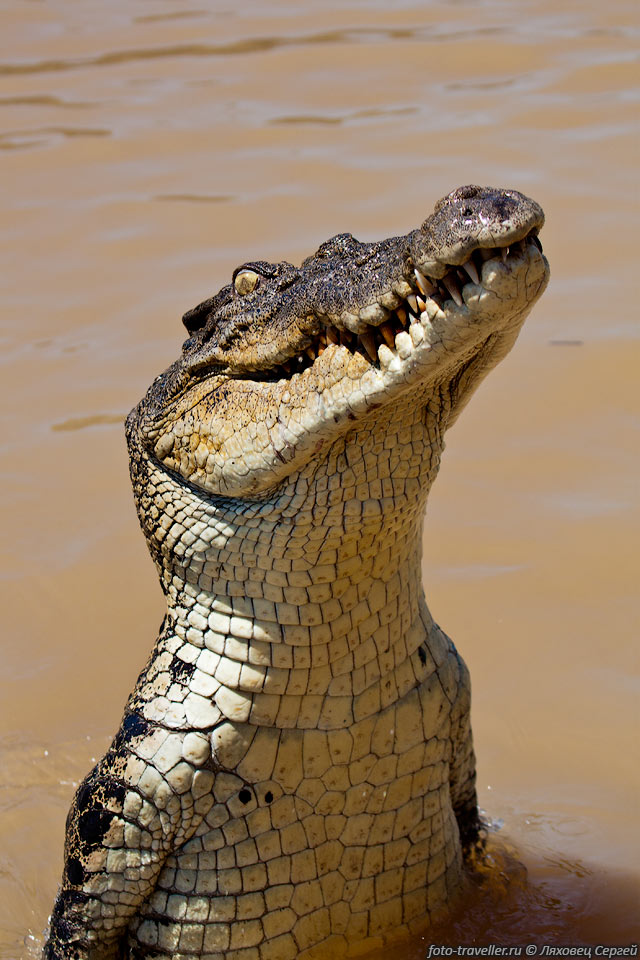 Тут живут морские крокодилы, которые представляют опасность для 
людей.
Во время прыжка крокодил совсем рядом с зрителями.