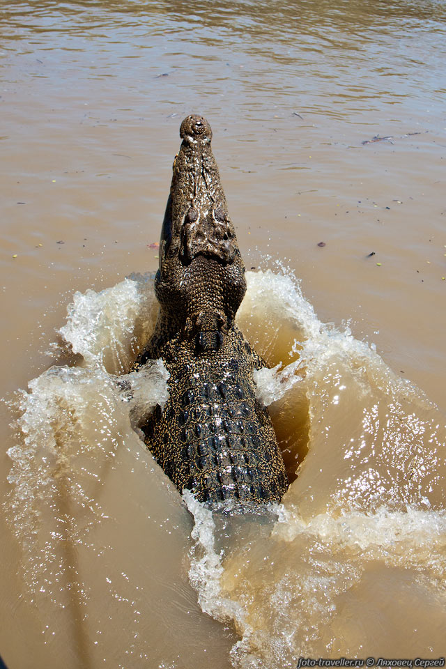 Падающий крокодил