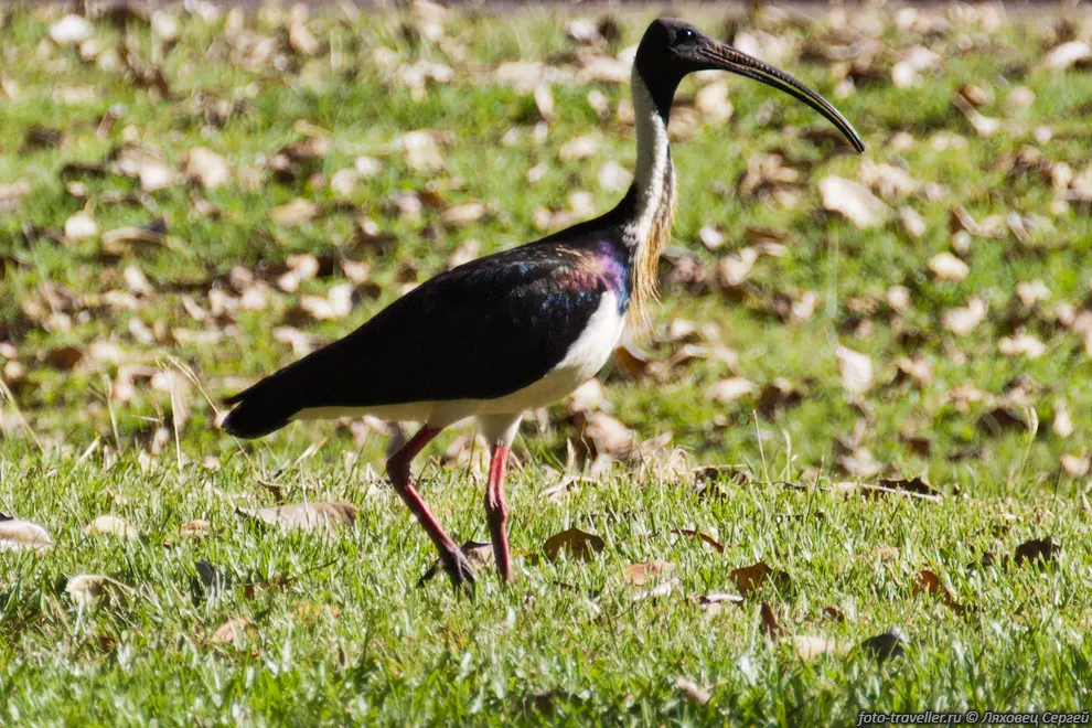 Австралийские ибисы (Threskiornis spinicollis) в парке города
Дарвин