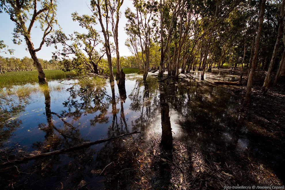 Болото (Tabletop Swamp) в парке Литчфилд