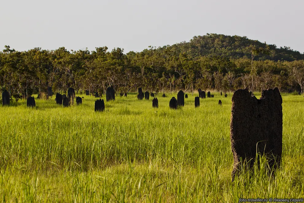 Термитники (Termite Mound) в национальном парке Литчфилд