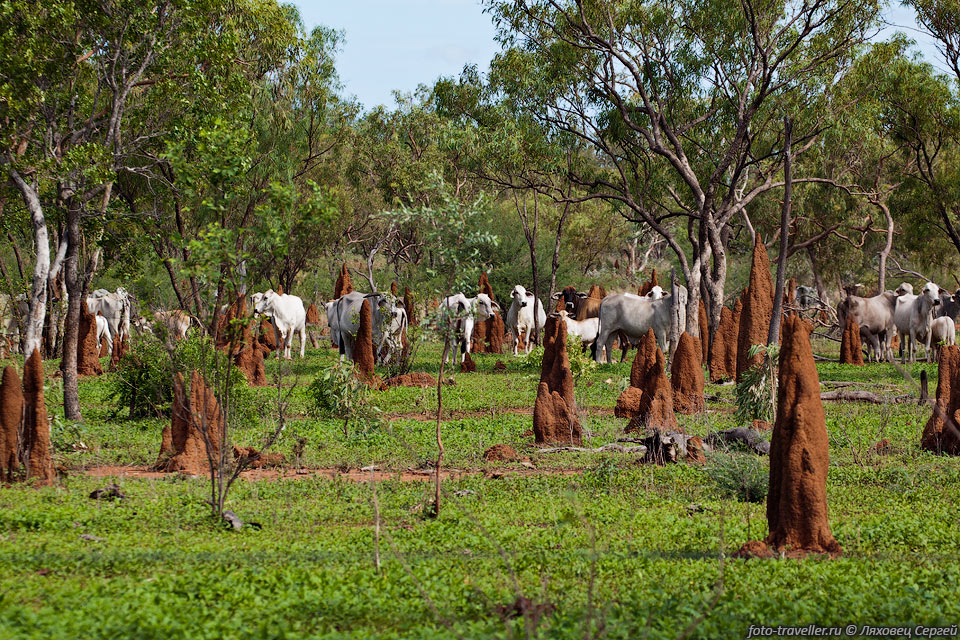 В северной части Австралии водятся собаки Динго и поэтому овец 
тут не разводят, зато разводят коров.
Общий доход Австралии от экспорта мяса составляет около 1 млрд. австралийских долл.