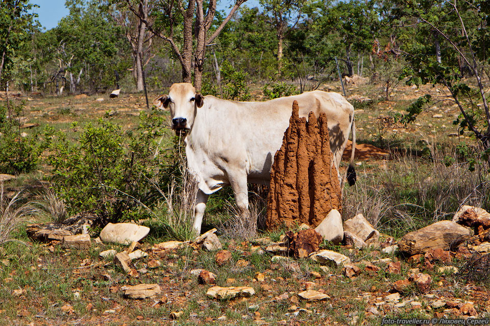 Обычная корова возле обычного термитника