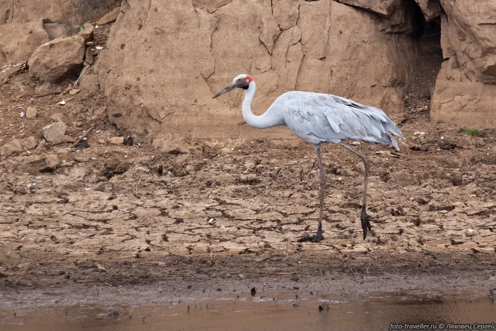 Австралийский журавль (Brolga, Grus rubicunda) на берегу озера
Корелла (Lake Corella).
Австралийский журавль - крупная птица ведущая оседлый образ жизни в Австралии и 
Новой Гвинее.
В конце 19 века останки австралийского журавля были обнаружены в районе Якутска 
- каким образом он туда попал, до сих пор является загадкой.