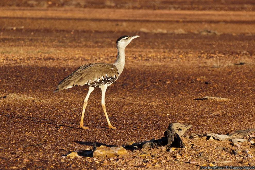 Австралийская большая дрофа (Australian Bustard, Ardeotis australis)
обитает в Австралии и Новой Гвинее.
Дрофы считаются родственниками журавлей, от которых отклонились около 70 млн. лет 
назад.