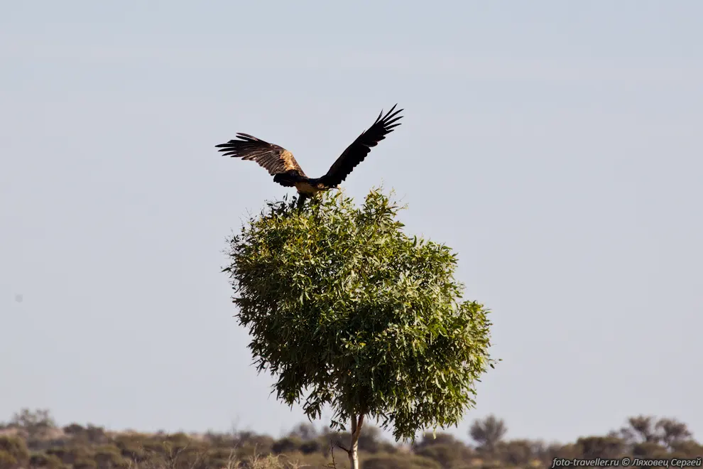 Австралийский клинохвостый орёл (Wedge-tailed Eagle,
Aquila audax).
Дневная хищная птица. Он достигает 1 м в длину и размах крыльев 2,3 м. 
Самки крупнее самцов могут достигать веса 5,3 кг.
Встречается в Австралии, Тасмании и на юге Новой Гвинеи.