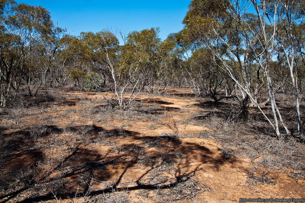 Мелкий эвкалиптовый лес (Mallee eucalypts) - тут растет
какой-то особый вид эвкалиптов.
Проложена небольшая кольцевая тропинка по которой можно пройтись. 