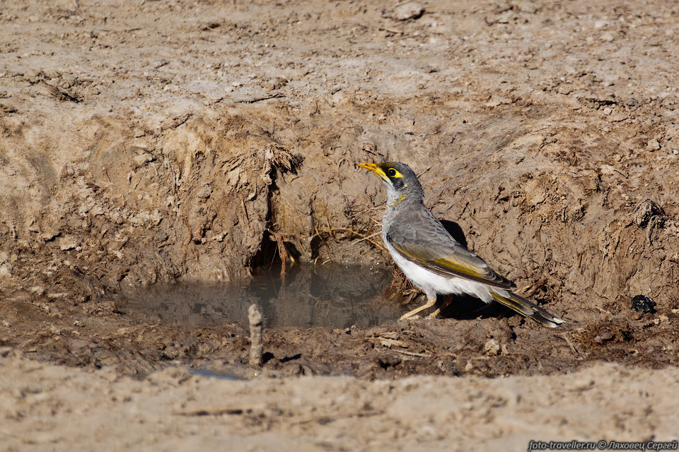 Желтогорлая манорина (Yellow throated Miner, Manorina flavigula) 
пьет воду в национальном парке Манго