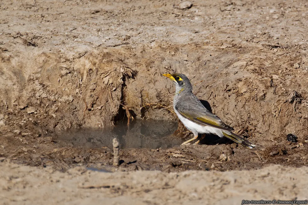 Желтогорлая манорина (Yellow throated Miner, Manorina flavigula)
пьет воду в национальном парке Манго