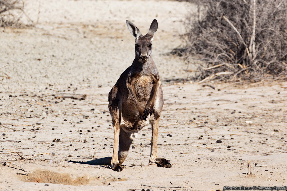 Длина прыжка кенгуру достигает 10-12 м