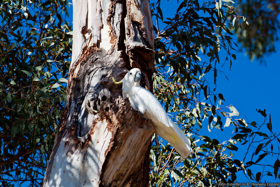  Большой желтохохлый какаду (Sulphur-crested Cockatoo, Cacatua 
galerita, Plyctolophus galeritus).
Обитает на юго-востоке Новой Гвинеи, востоке и севере Австралии, на островах Тасмания 
и Кенгуру.