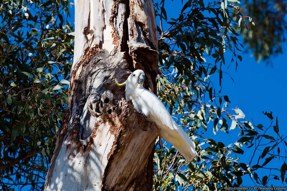  Большой желтохохлый какаду (Sulphur-crested Cockatoo, Cacatua
galerita, Plyctolophus galeritus).
Обитает на юго-востоке Новой Гвинеи, востоке и севере Австралии, на островах Тасмания 
и Кенгуру.