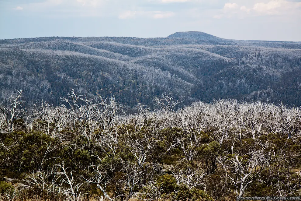 Национальный парк Косцюшко - Снежные горы (Kosciuszko National
Park, Snowy Mountains).
В парк входит высшая точка континента. Массив называется Австралийские Альпы.
Тут даже летом снежники попадаются. 