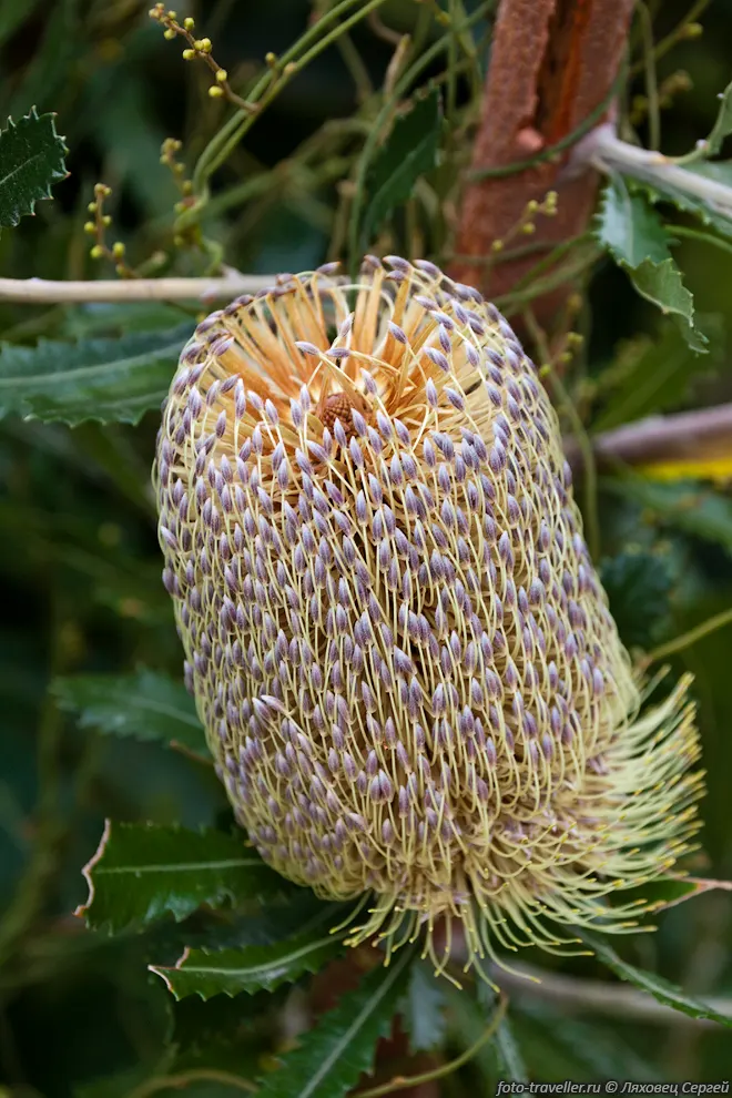 Банксия Кроаджинголонг (Banksia croajingolensis, Gippsland Banksia).

Цветы необычной формы коренные жители Австралии употребляли в пищу. 
Для них Банксии были, чуть ли не единственным источником естественных сахаров.

Первые европейцы познакомились с Банксией в 1770 году, когда экспедиция Кука высадилась 
на Австралийском побережье. 
Банксия носит имя одного из ботаников этой экспедиции - Иосифа Банкса. 
