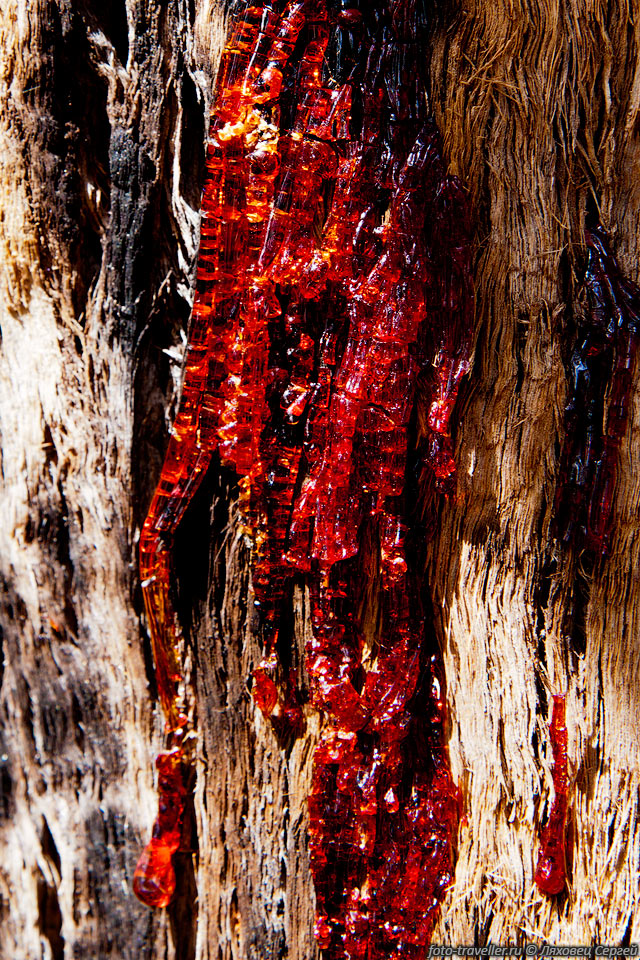 Красная смола (камедь) эвкалипта