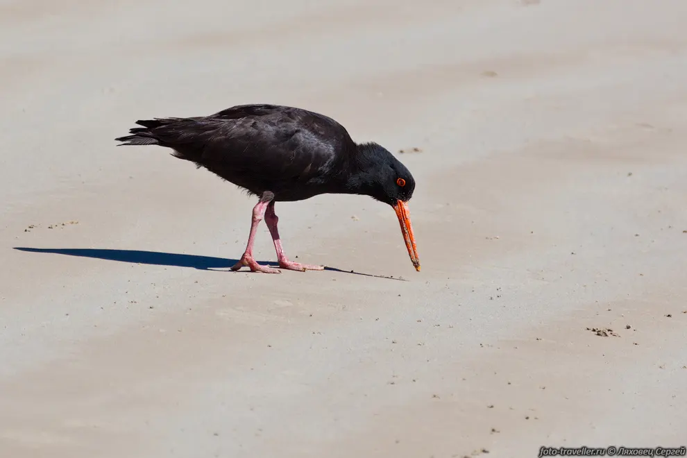 Австралийский кулик-сорока (Haematopus fuliginosus, Sooty
Oystercatcher) - эндемик Австралии.
Живет на пляжах материка, Тасмании и островов Бассова пролива.