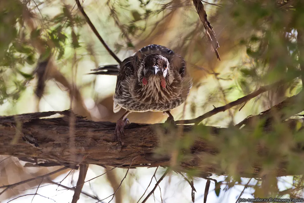 Краснолопастный серёжчатый медосос, Малый серёжчатый медосос (Red
Wattlebird, Little Wattle, Yellow Wattle, Anthochaera carunculata)