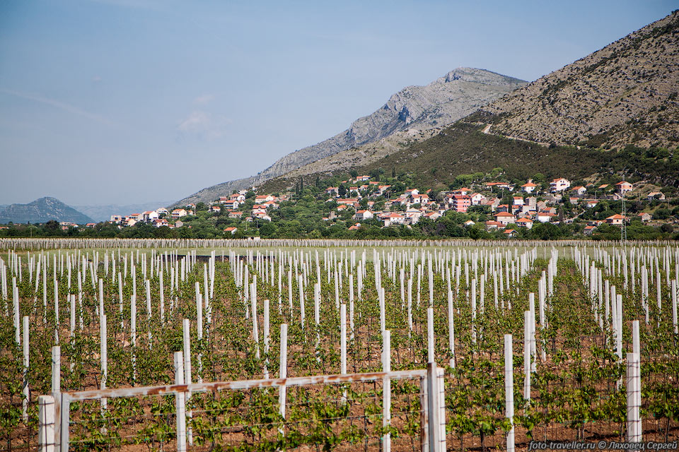 Виноградники в долине реки Требишница (Trebišnjica River), недалеко 
от города Требине