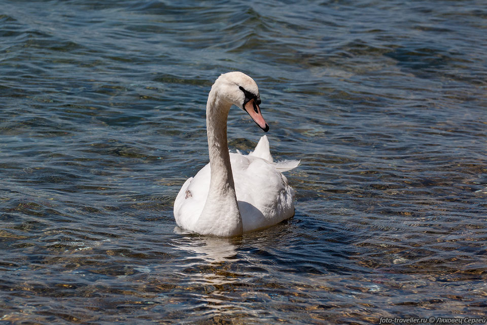 Лебедь в озере