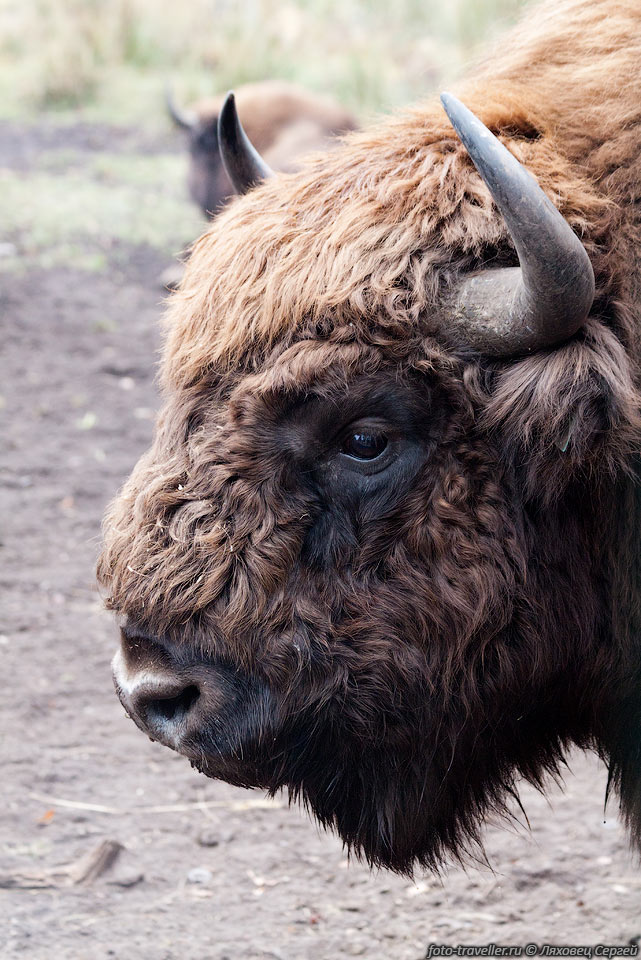 Зубр (Европейский зубр, Bison bonasus) - вид быков из 
рода бизонов.