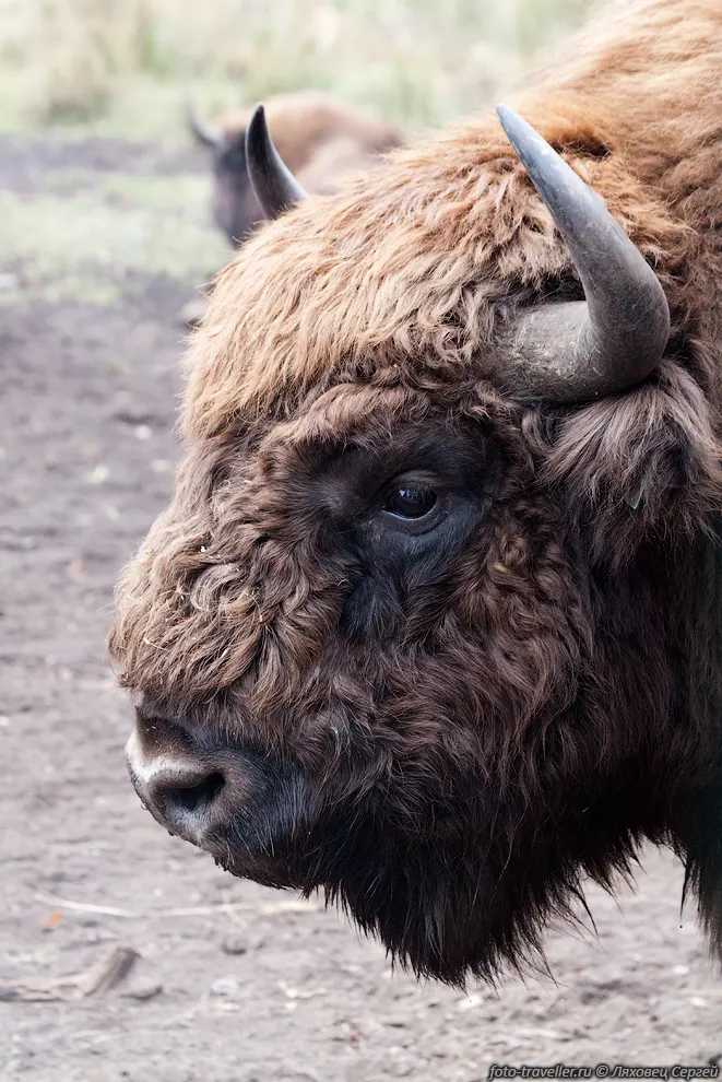 Зубр (Европейский зубр, Bison bonasus) - вид быков из
рода бизонов.