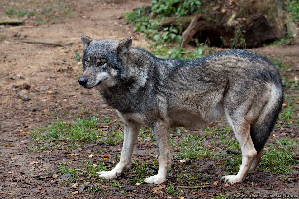 Волк (серый волк, обыкновенный волк, Canis lupus) - хищное млекопитающее 
семейства псовых. 
Вместе с койотом (Canis latrans) и шакалом (Canis aureus) составляет небольшой род 
волков (Canis).
Является прямым предком домашней собаки, которая обычно рассматривается как подвид 
волка.