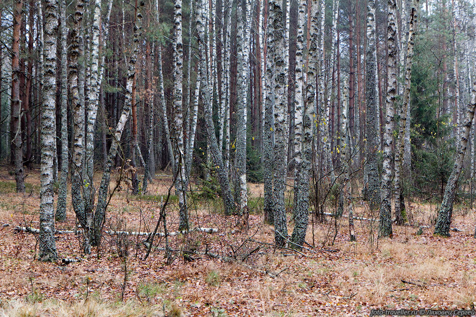 Отдельные участки леса имеют возраст 250-350 лет. 
В пуще зарегистрировано более тысячи деревьев-великанов.
Возраст некоторых деревьев достигает 600 лет.