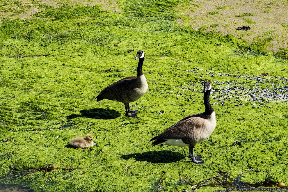 Канадская казарка (Canada goose, Branta canadensis).
Как и у других гусей основу рациона составляют осока, подорожник, овсяница, бухарник.
